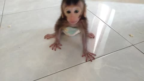 Baby Monkey Crying Screaming