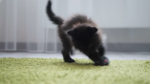 Cute black kitten playing with soft mouse toy on a carpet