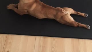 French Bulldog Really Loves To Do Yoga