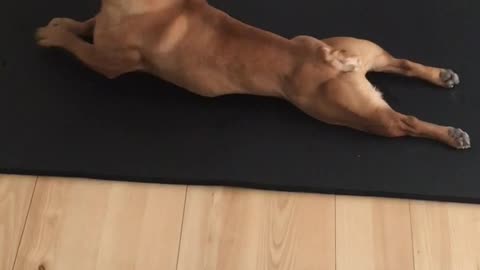 French Bulldog Really Loves To Do Yoga