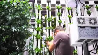 Vertical Grow with LightRail Light Mover and Bright Agrotech ZipFarm