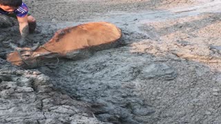 Determined People Save Cow from Deep Mud