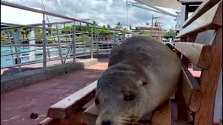 Sleeping sea lions completely take over the benches in Galapagos Islands