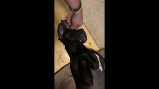 Super cute Great Dane Puppy making funny faces while on his back.