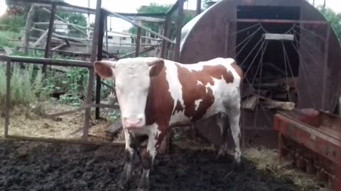 Cow Dances to Music