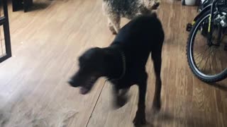 Welsh Terrier is Enraged at Playful Doberman