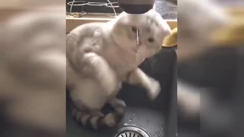 Top Funny Cats Really İnteresting