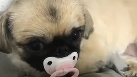 dog with pacifier