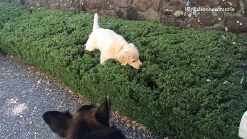 Puppy loves playing in bushes