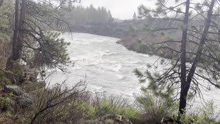 Shoreline Forest Exploring in the Pouring Rain – Wild Deschutes River – Central Oregon – 4K