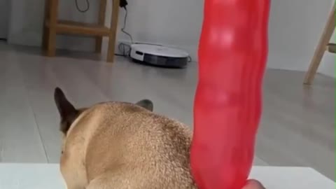Watch the Balloon Inflate Behind This Dog