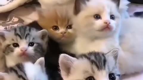 Cat video - Awesome cat video - baby cat video - cute cat video