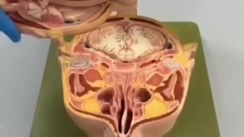 Anatomy of Brain || mbbs || Brain || medical students