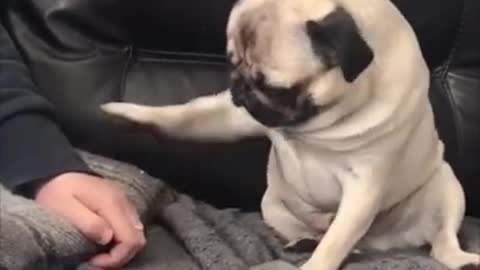 Short Cute & Funny Pug Clips from TikTok