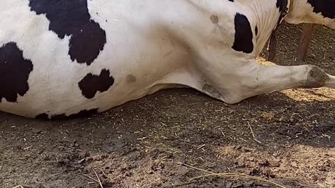 Cow, funny cows, beautiful cows, cow video, cow funny videos