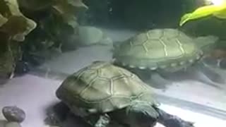 Beautiful turtle