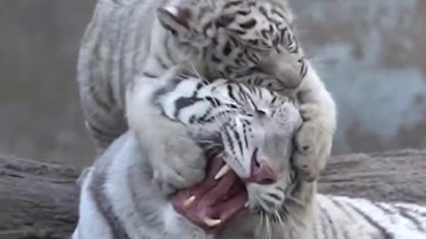 white tiger