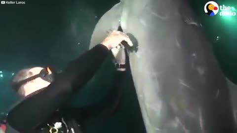 Dolphin Asks Diver For Help _ The Dodo.