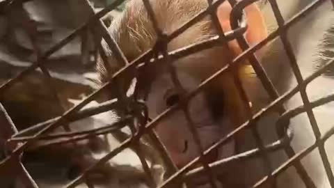 Little monkey eats carrots