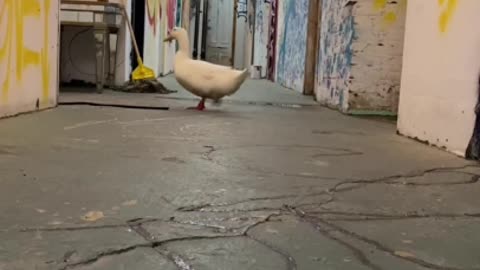 A lovely duck is completely afraid of darkness