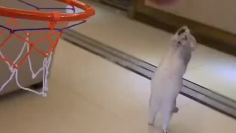 cat plays basketball skillfully