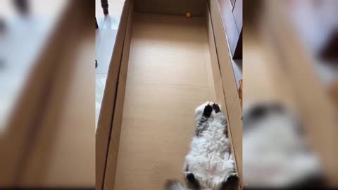 Funny videos of cat 😸😸😸