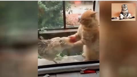 Hilarious WWE fight between cat and cock🤣 part 20 |