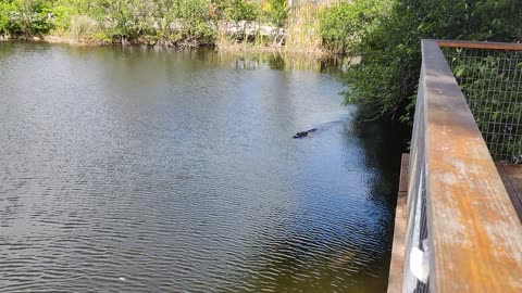 Alligators near swamp boat ride VID_20220421_102928