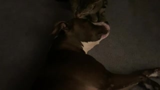Pussy cat licking dog