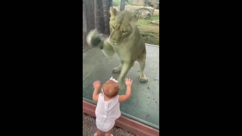 Baby vs lion | in the zoo | #Funny #Entertainment