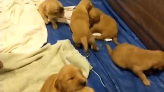 Young puppies