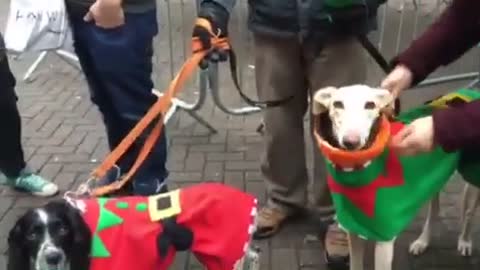 Rescue dog joins in with Christmas carol