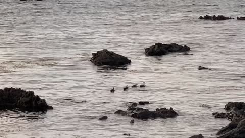 Jeju Island duck family