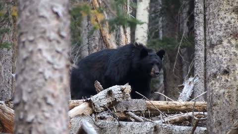 Strong bear, usual life!