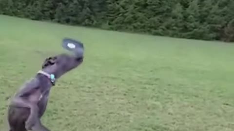 Cute Dog Frisbee Fail