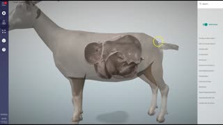 Ruminant (goat) stomachs - 3D Veterinary Anatomy & Learning IVALA