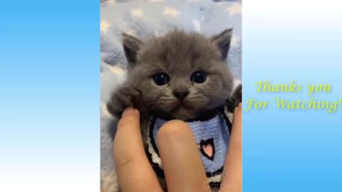 Funny Cats video || Cats Love is Man Beutiful Scene
