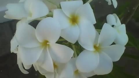 Filming 3 beautiful bunches of white plumerias, they are fragrant! [Nature & Animals]