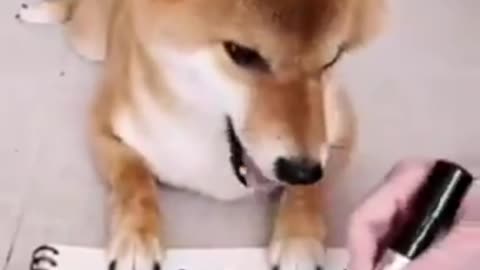 Cute Doggie plays Tic Tac Toe!