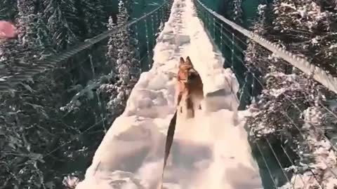 Hilarious Dog Sledding!