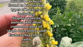 Do you have mullein in your place its a good herbal ear infection remedy?