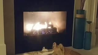 White grey cat lays by fireplace next to tan dog