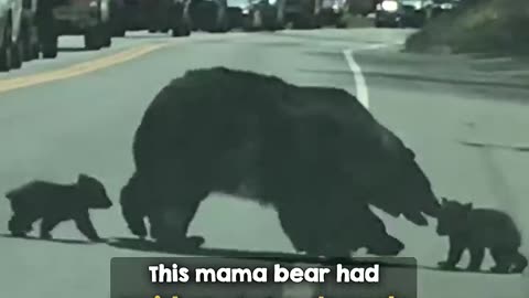 mama bear