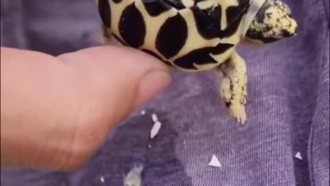 Have you ever seen a turtle this small at birth?