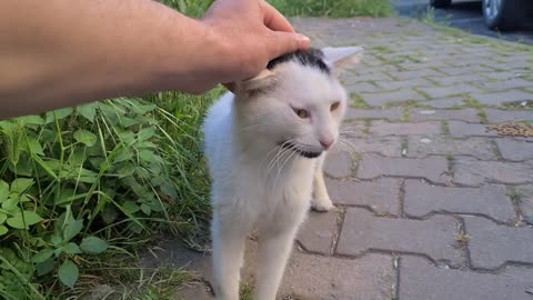 Poor cat abandoned on the street by its owners