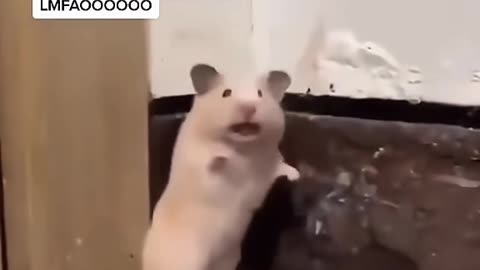 Funny Hamster