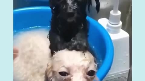 Dogs bath