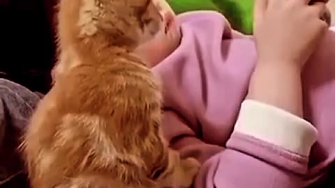 Funny cats video