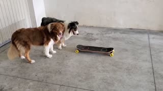 Two Cute Dogs with a Skateboard
