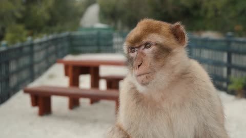 monkey playing on a beach in sea macaque monkey sitting near water